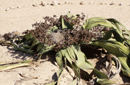 Welwitschia mirabilis