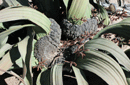 Welwitschia mirabilis