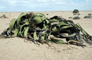 Welwitschia mirabilis