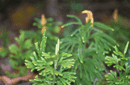 Lycopodium obscurum