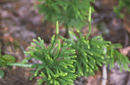 Lycopodium obscurum