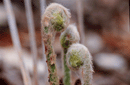 Osmunda cinnamomea