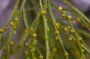 Psilotum nudum