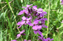 Hesperis matronalis