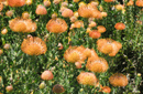Leucospermum sp.