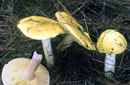 Tricholoma flavovirens
