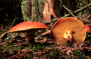 Suillus grevillei