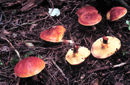 Suillus grevillei