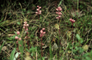 Pyrola asarifolia