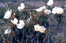 Cistus ladanifer