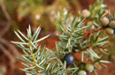 Juniperus communis
