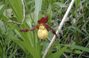 Cypripedium calceolus