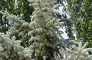 Picea pungens