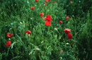 Papaver rhoeas
