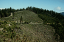 Clear cut landscape