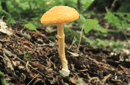 Amanita frostiana