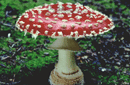 Amanita muscaria