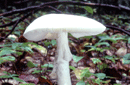 Amanita virosa