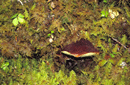Boletus mirabilis