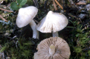 Inocybe fastigiata