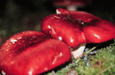Russula sp.