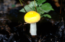 Russula lutea