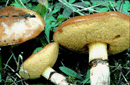 Suillus luteus