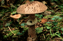 Amanita rubescens