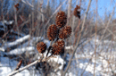 Alnus crispa