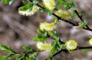 Salix sp.