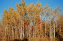 Populus tremuloides