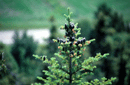 Abies balsamea