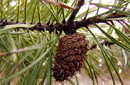 Pinus contorta