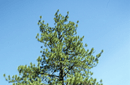 Pinus ponderosa