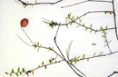 Vaccinium