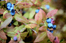 Vaccinium