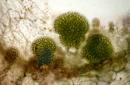 Marchantia polymorpha