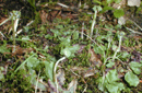 Marchantia polymorpha