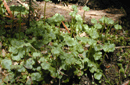 Marchantia polymorpha