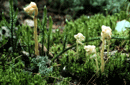 Monotropa hypopitys