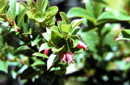 Vaccinium dentatum