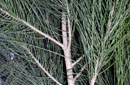 Casuarina glauca