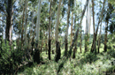 Eucalyptus sp.