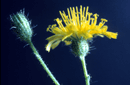 Hieracium pratense