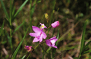Calopogon tuberosus