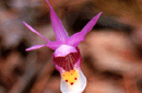 Calypso bulbosa