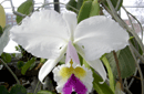 Cattleya sp.
