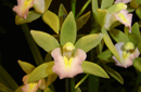 Cymbidium sp.