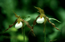 Cypripedium