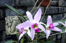 Laelia sp.